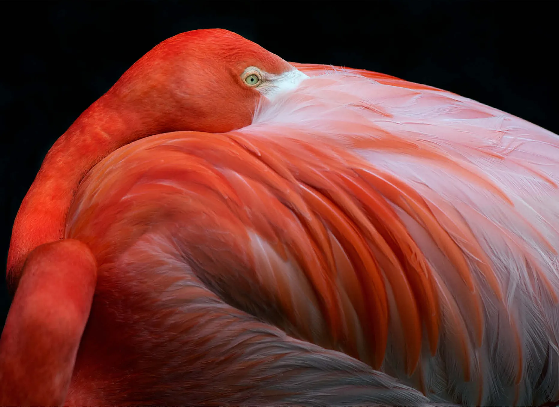 Flamingo